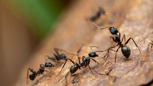 ANTS : comment obtenir une signature et photo numérique ?